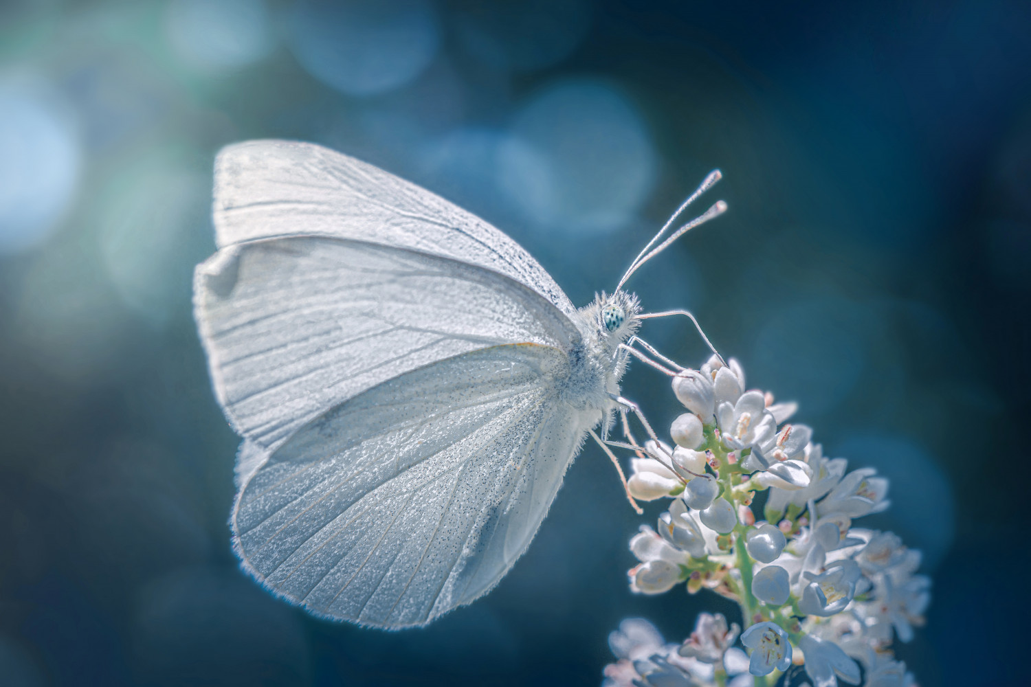 Vedere una farfalla bianca significati, simbolismo e significato spirituale Vedere una farfalla bianca significati, simbolismo e significato spirituale